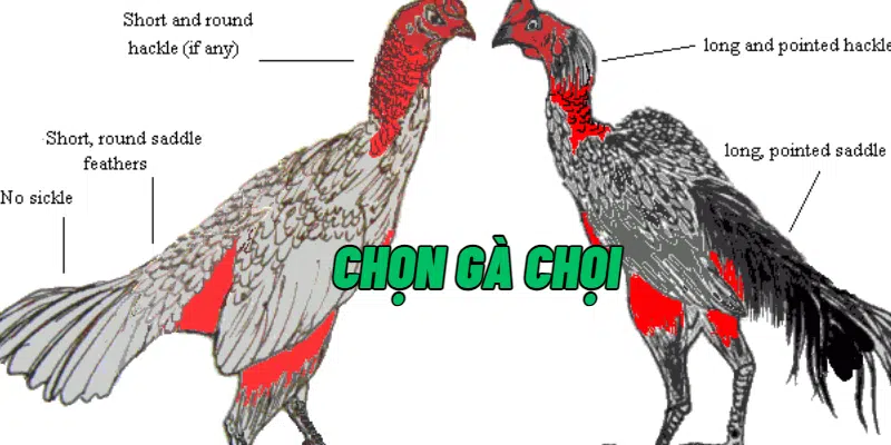 Chọn gà chọi tốt