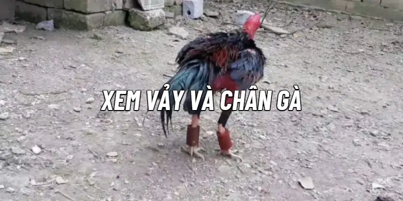 Xem vảy và chân gà để chọn gà chọi