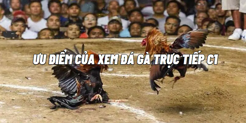 Ưu điểm của xem đá gà trực tiếp C1