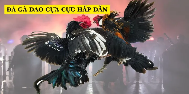 da-ga-cua-dao-cuc-hap-dan